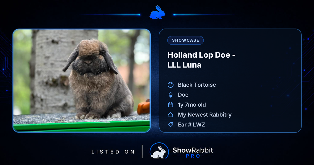 Holland Lop Doe - LLL Luna | Rabbit Profile | Show Rabbit Pro
